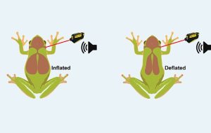 Criquet, grenouille, mouche… Et si les animaux nous aidaient à soigner notre audition ?