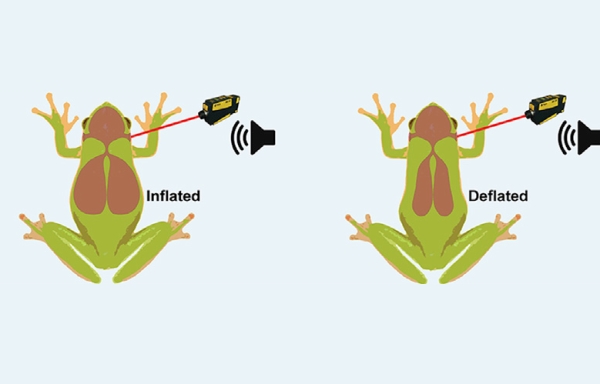 Criquet, grenouille, mouche… Et si les animaux nous aidaient à soigner notre audition ?