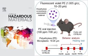 Les microplastiques ne seraient pas bons (non plus) pour la cochlée