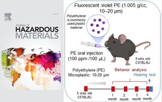 Les microplastiques ne seraient pas bons (non plus) pour la cochlée