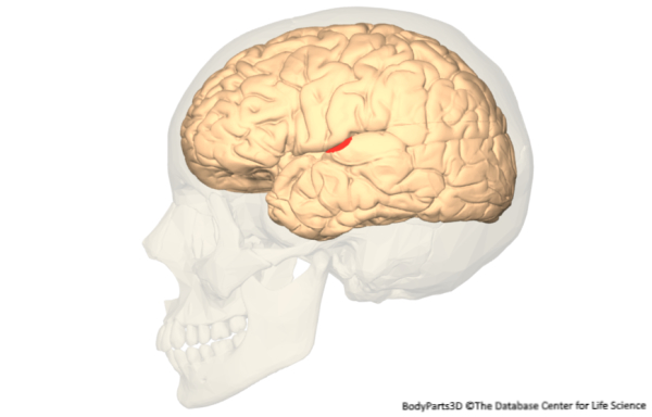 De nouvelles recherches remettent en cause les théories sur la façon dont le cerveau « comprend » la parole